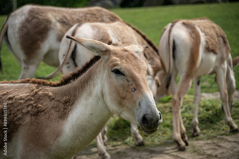 Fototapeta premium Onager - donkey head detail.