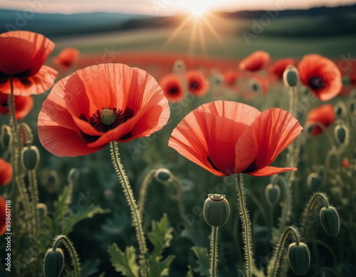 Poppy fields blooming. A poppy is a flowering plant in the subfamily Papaveroideae of the family Papaveraceae. Papaver is a genus of frost-tolerant annuals, biennials, and perennials. Sunny outdoor photo