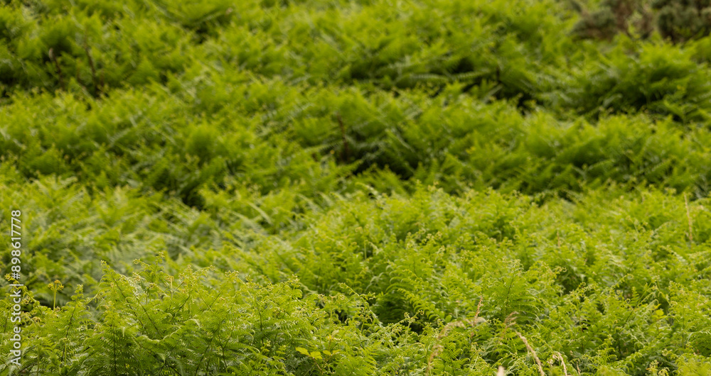 Dense green ferns covering a hillside in a lush natural landscape Dense green ferns covering a hillside in a lush natural landscape