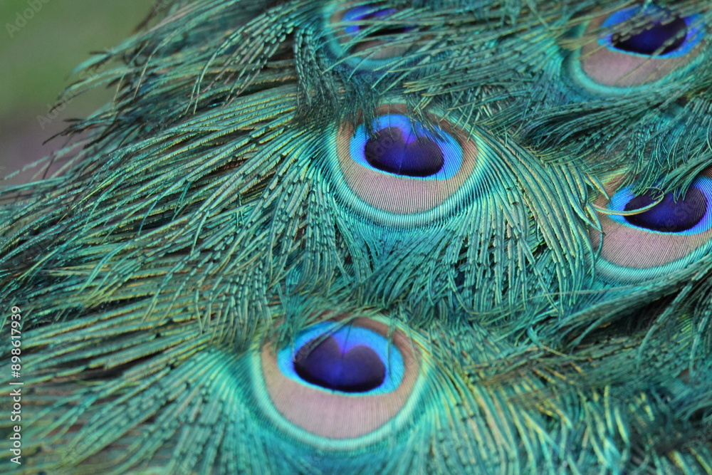 Naklejka premium peacock close-up