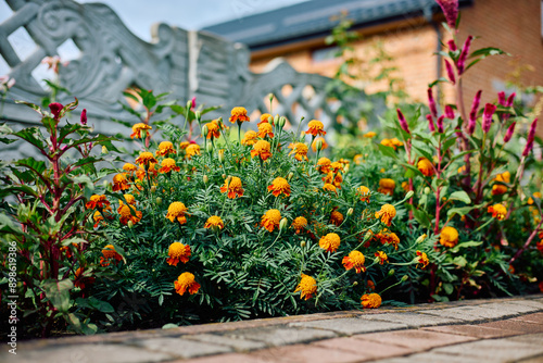 Close-up of marigolds in the home garden