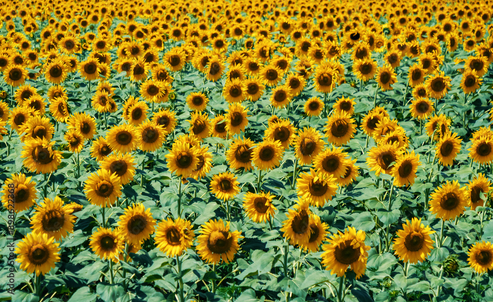 Vast field of sunflowers under a bright blue sky in summer sunshine Vast field of sunflowers under a bright blue sky in summer sunshine