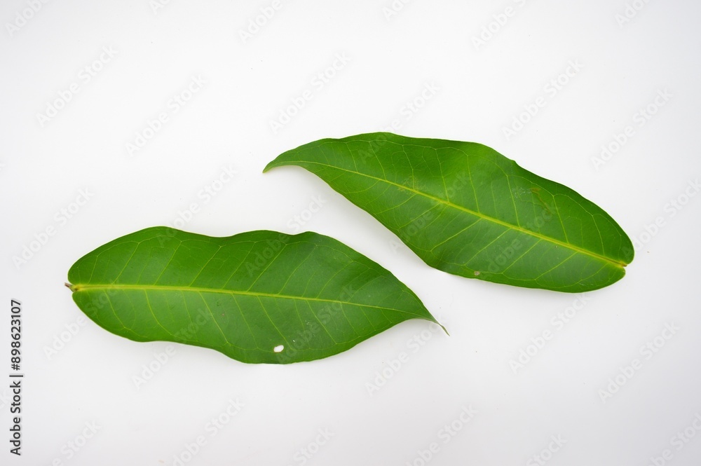 Obraz premium green rose apple leaf isolated on white