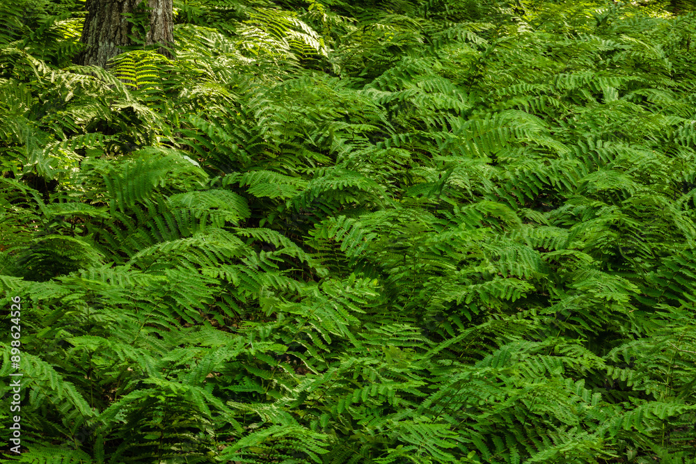 The heavy growth of ferns covers the forest floor, along the hillside overlooking Tunnel Trail Campground, Wilton, Wisconsin, are broken only by the trunks of the maple trees The heavy growth of ferns covers the forest floor, along the hillside overlooking Tunnel Trail Campground, Wilton, Wisconsin, are broken only by the trunks of the maple trees