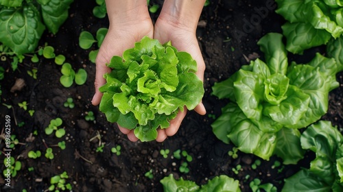 Hands Holding Fresh Lettuce