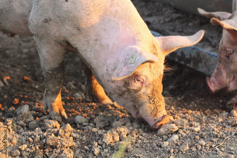 Single Pig Half Covered in Mud in Magic Hour Light Single Pig Half Covered in Mud in Magic Hour Light