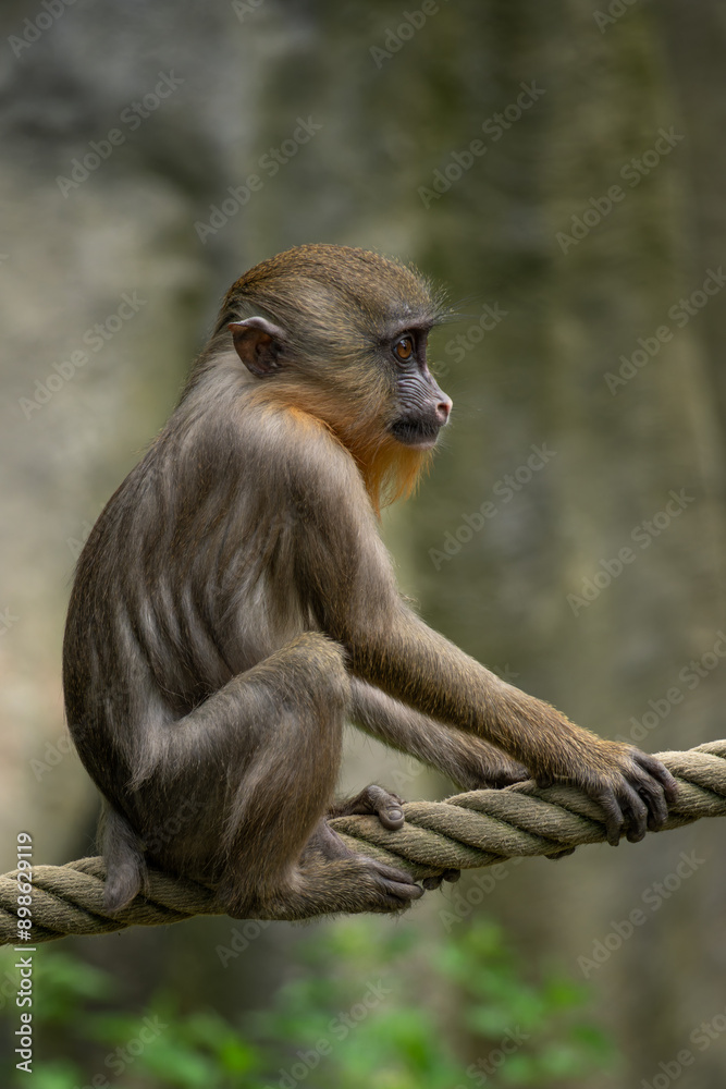 Fototapeta premium Mandrill monkey cub on a rope.