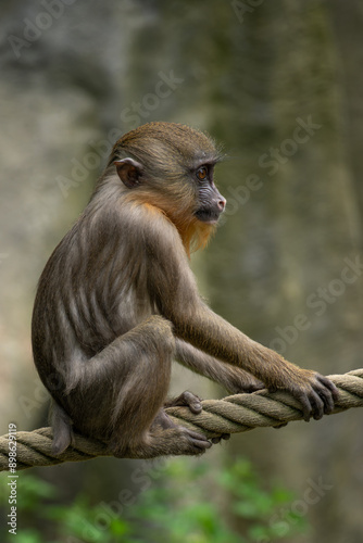 Mandrill monkey cub on a rope.