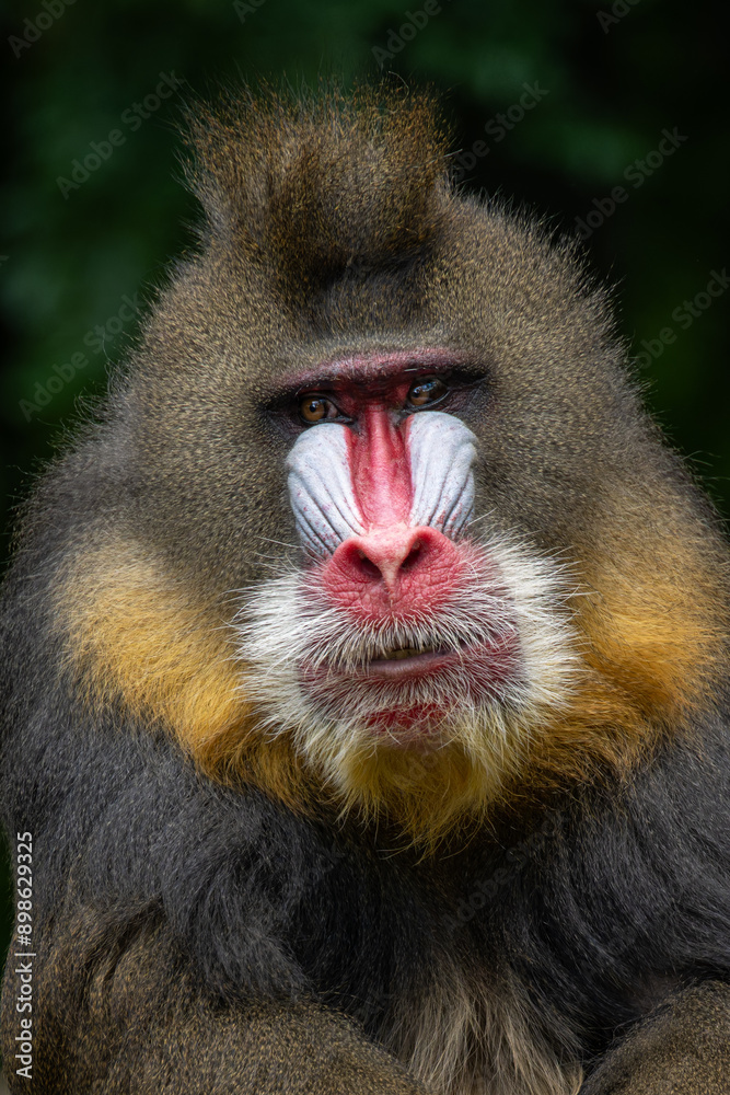 Fototapeta premium Portrait of a male mandrill monkey.