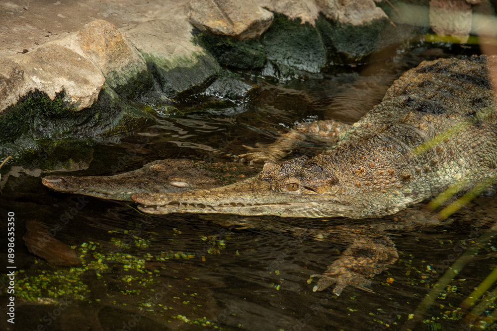 Fototapeta premium One scaly crocodile on top of the other in the water.