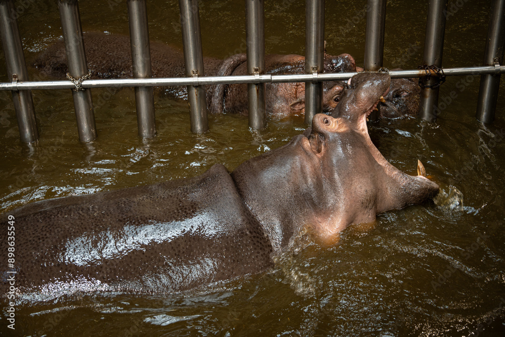 Fototapeta premium Amphibian hippopotamus head opens mouth at grating.