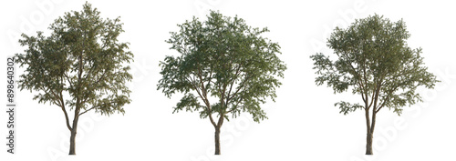 Set of 3 Gleditsia triacanthos (the honey locust, the thorny locust or thorny honeylocust) frontal set street trees isolated png on a transparent background perfectly cutout