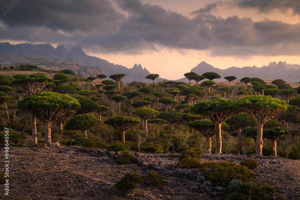 Firmihin Dragon`s Blood Tree Forest in Socotra- the only one of its kind in the world. Symbol of the island Socotra