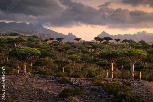 Obraz na płótnie Firmihin Dragon`s Blood Tree Forest in Socotra- the only one of its kind in the world. Symbol of the island Socotra w salonie