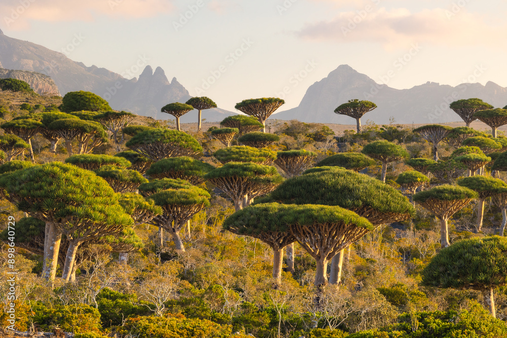 Firmihin Dragon`s Blood Tree Forest in Socotra- the only one of its kind in the world. Symbol of the island Socotra
