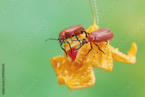 Two red-headed cardinal beetles are looking for food in the bushes. This beautiful colored insect has the scientific name Pyrochroa serraticornis. photo