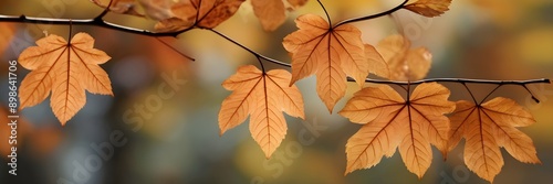 autumn leaves closeup in tree branch, autumn leaves abstract  © Adnan