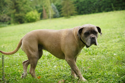 Perro Cane Corso