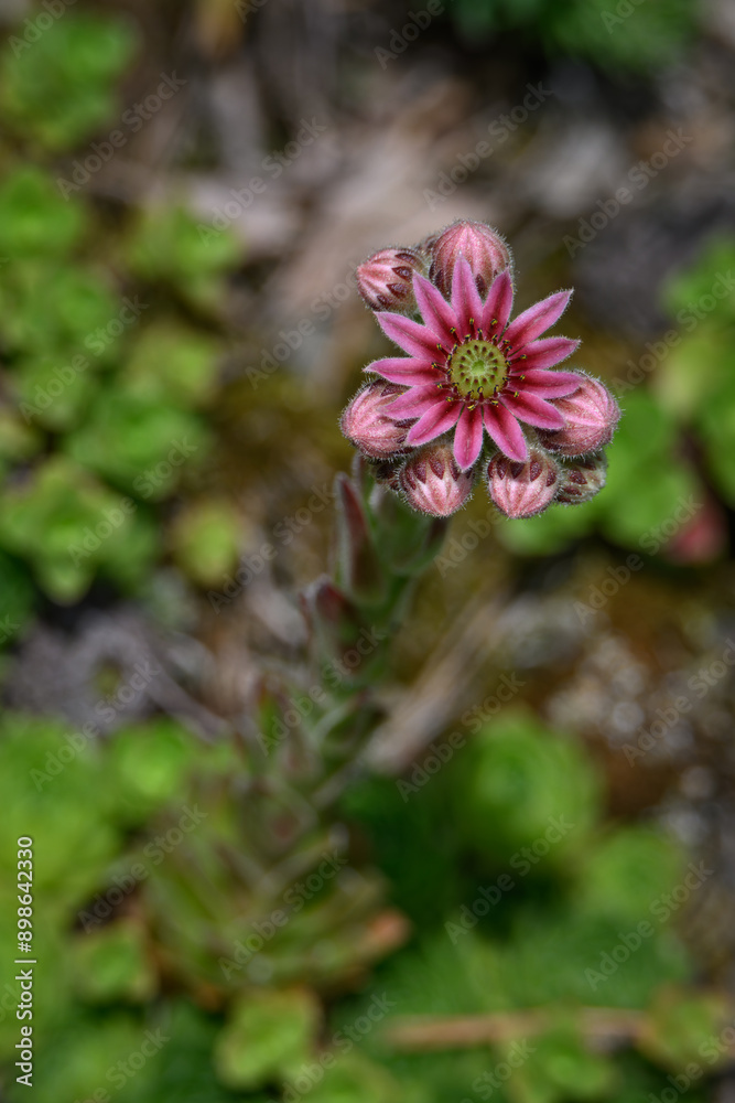 Pink flowers are not bursting outside. Pink flowers are not bursting outside.