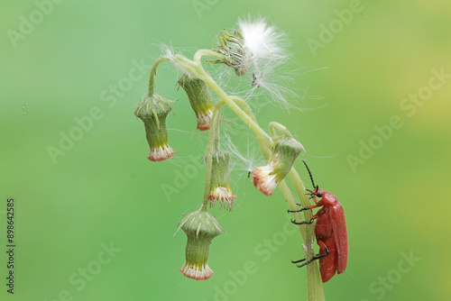 A red-headed cardinal beetle is looking for food in wildflowers. This beautiful colored insect has the scientific name Pyrochroa serraticornis.