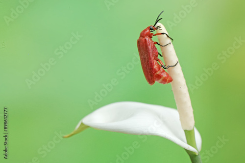 A red-headed cardinal beetle is looking for food on anthurium flower. This beautiful colored insect has the scientific name Pyrochroa serraticornis. photo