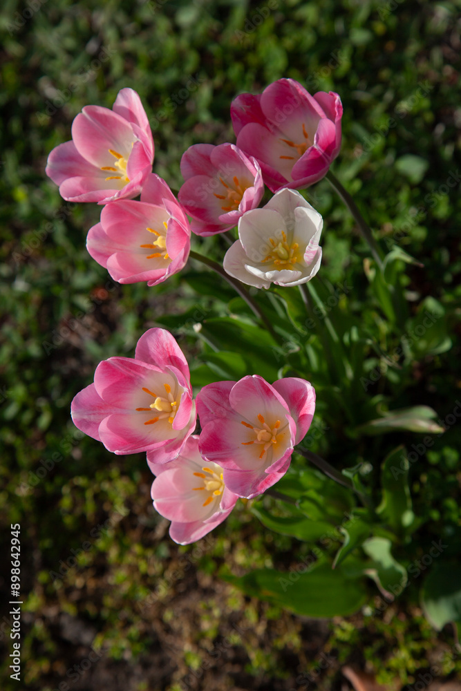 Fototapeta premium beautiful pink tulips on green grass, close up shot from above, tulip clump