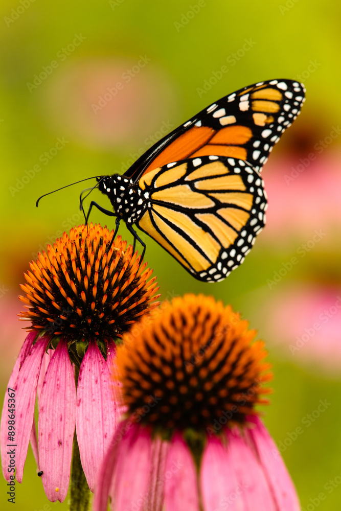 Monarch butterfly feeding off a purple coneflower within the Pike Lake Unit, Kettle Moraine State Forest, Wisconsin, in mid-August. Monarch butterfly feeding off a purple coneflower within the Pike Lake Unit, Kettle Moraine State Forest, Wisconsin, in mid-August.