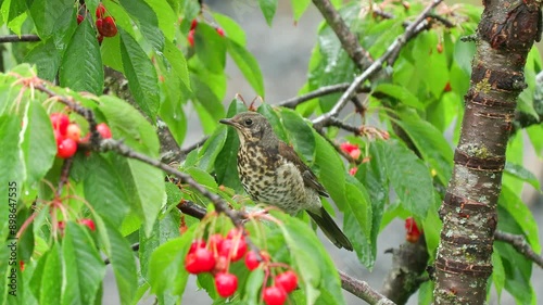 bird fieldfare pick feed sweet cherry berries in tree turdus pilaris green leaf
