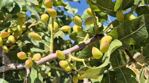  Green young fresh pistachios fruit on the tree 