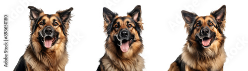 Set of German Shepherd dog, isolated on transparent background