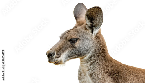 "Kangaroo Captured in Style: Elegant and Graceful, Isolated on Transparent PNG" 