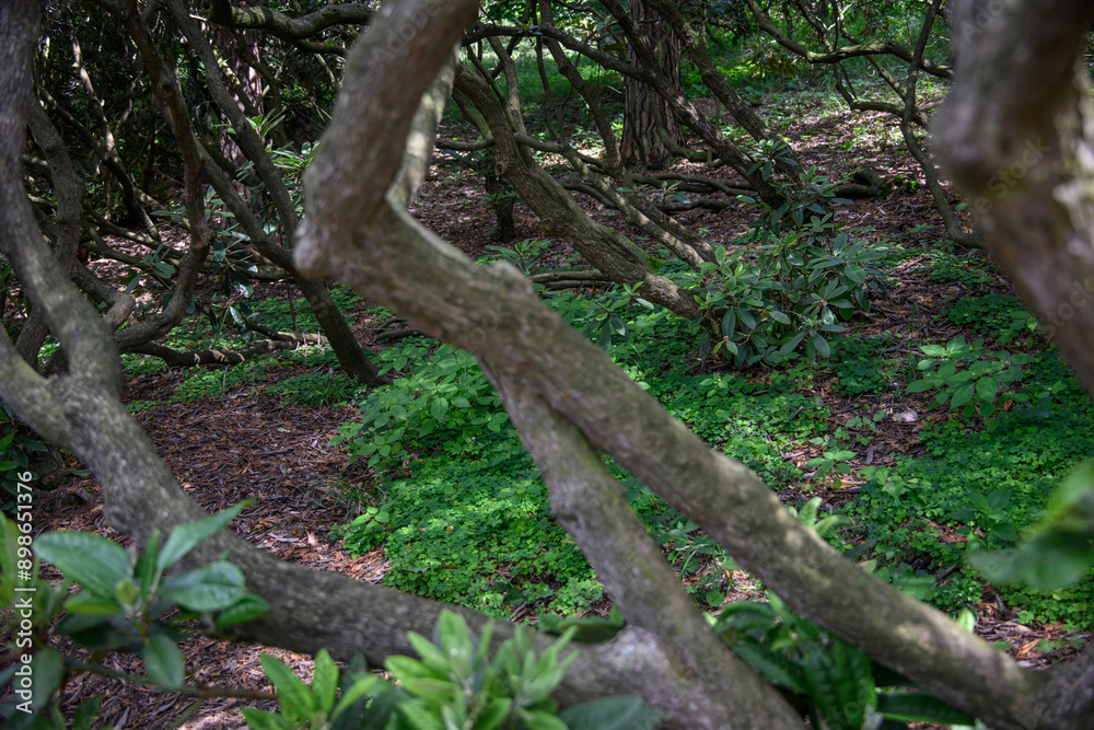 Green rhododendron leaves at the base of thick branches. Green rhododendron leaves at the base of thick branches.