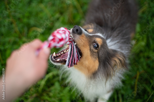 Cute tricolor sheltie dog is playing on the green grass outside in park or forest. Shetland sheepdog carries a rope toy in its mouth