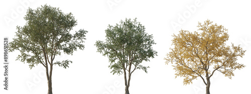 Set of Gleditsia triacanthos (the honey locust, the thorny locust or thorny honeylocust) frontal set summer and autumn trees isolated png on a transparent background perfectly cutout photo