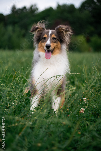Cute fluffy gray tricolor dog shetland sheepdog. Happy sheltie in park or forest on green grass