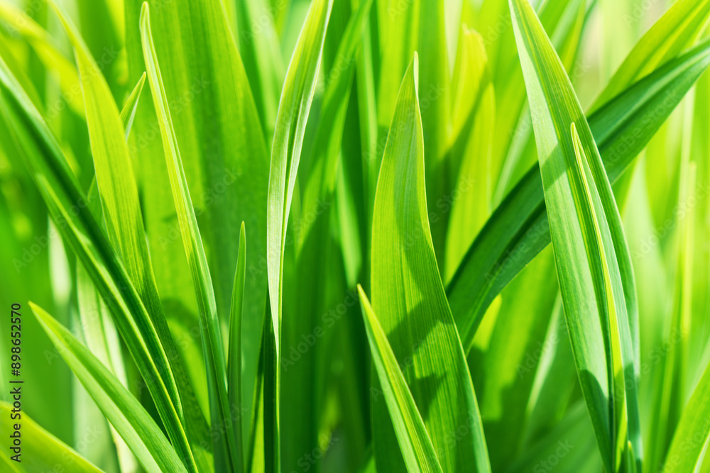 Macro photo of summer green grass wallpaper. Copy space close up background. Macro photo of summer green grass wallpaper. Copy space close up background.