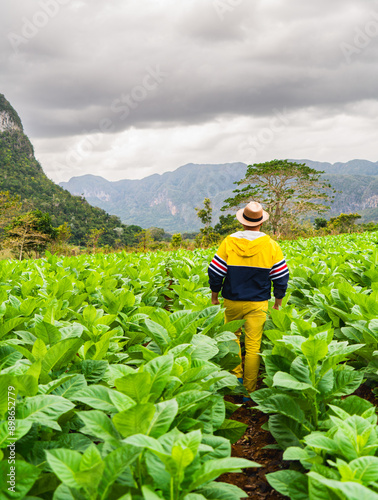 Photography farmer with hat walking in tobacco plantation in mountains in Viñales cuba valle