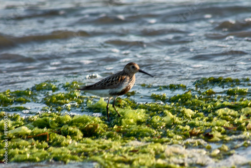 Sandpiper (Calidris alpina) foraging on algae at Playa Ladeira, Baiona, Spain