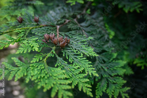 Zeraf dry fruits and green leaves. photo
