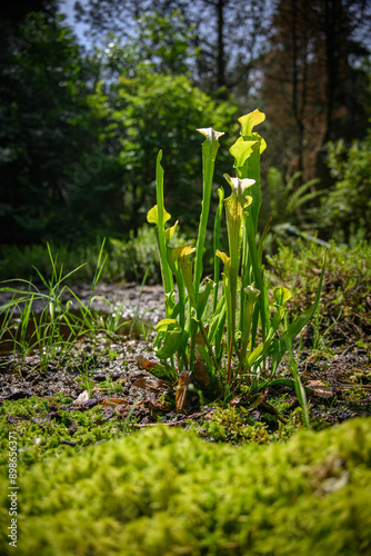 Green calyx of spirulina carnivorous plant. photo