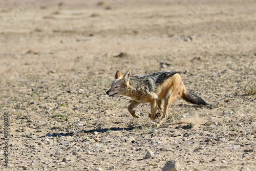 Black-backed Jackal (Lupulella mesomelas) trying to catch birds at Polentswa waterhole in Kgalagadi Reserve, Kalahari, South Africa photo