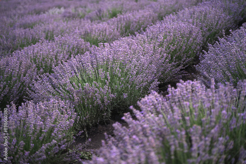 Lavender field at sunset. Lavender blooming. Production of cosmetics and perfumes from lavender. Natural herbal ingredients. photo