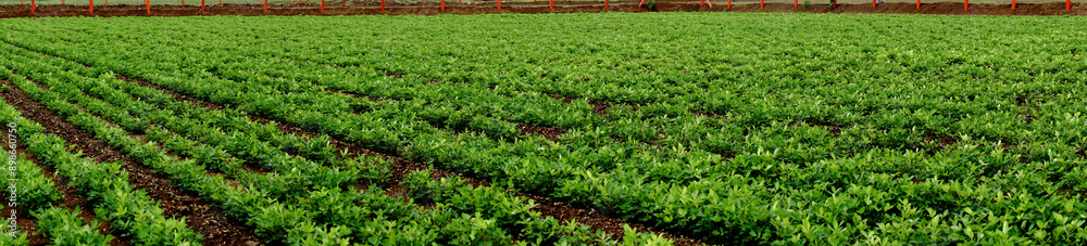 Under the cloudy skies, the peanut farm panorama appeared green and vibrant, Extensive peanut plantations sprawl out below a dramatic overcast sky in this panoramic stock picture. Under the cloudy skies, the peanut farm panorama appeared green and vibrant, Extensive peanut plantations sprawl out below a dramatic overcast sky in this panoramic stock picture.