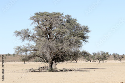 Arid a barren landscape of the Kalahari showing Shepherds Trees and Camelthorns somehow surviving in a dry river bed. photo