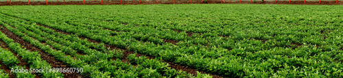 Under the cloudy skies, the peanut farm panorama appeared green and vibrant, Extensive peanut plantations sprawl out below a dramatic overcast sky in this panoramic stock picture.