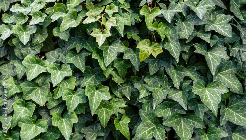 Fototapeta premium green ivy leaves, foliage background, green wallpaper