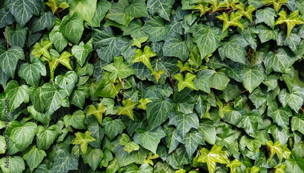 green ivy leaves, foliage background, green wallpaper green ivy leaves, foliage background, green wallpaper