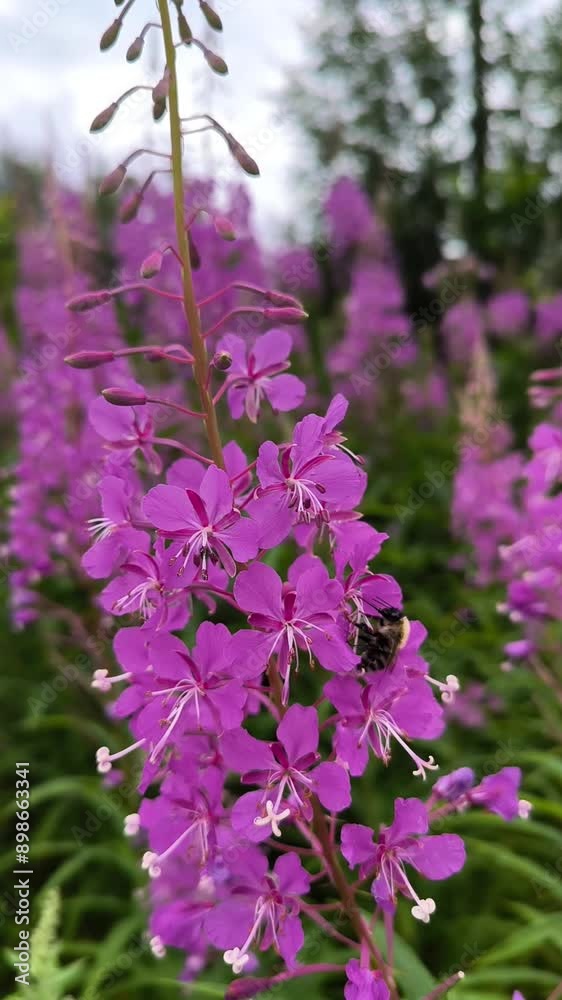Purple flowers of fireweed, Ivan tea, in a field close-up, summer field, herbal tea, exological food, travel. Purple flowers of fireweed, Ivan tea, in a field close-up, summer field, herbal tea, exological food, travel.