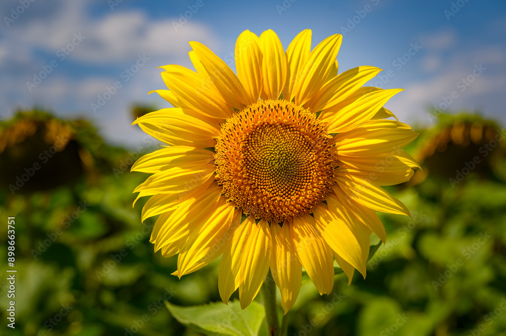 Close-up of a bright yellow sunflower (Helianthus annuus). Close-up of a bright yellow sunflower (Helianthus annuus).