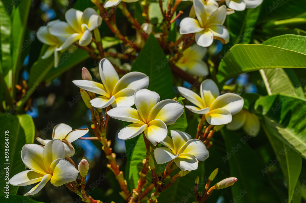 White Frangipani flower Plumeria alba with green leaves White Frangipani flower Plumeria alba with green leaves